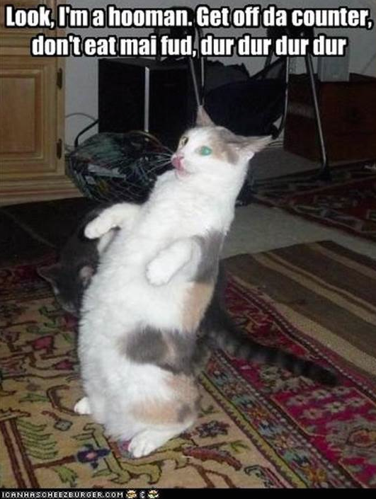 Look at me I'm a hooman, Get Off Da Counter, Don't Eat My Fud, dur dur dur